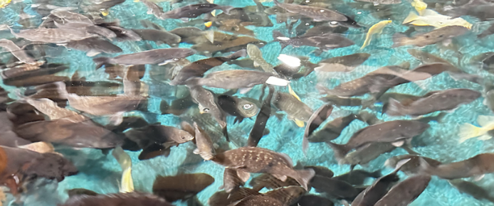 養殖魚種更健康鮮美